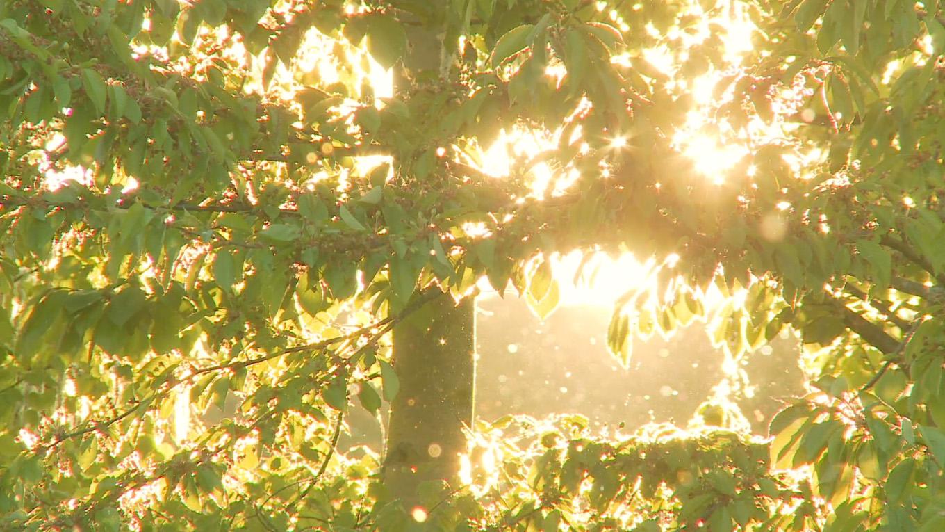 Allergens at outdoor events